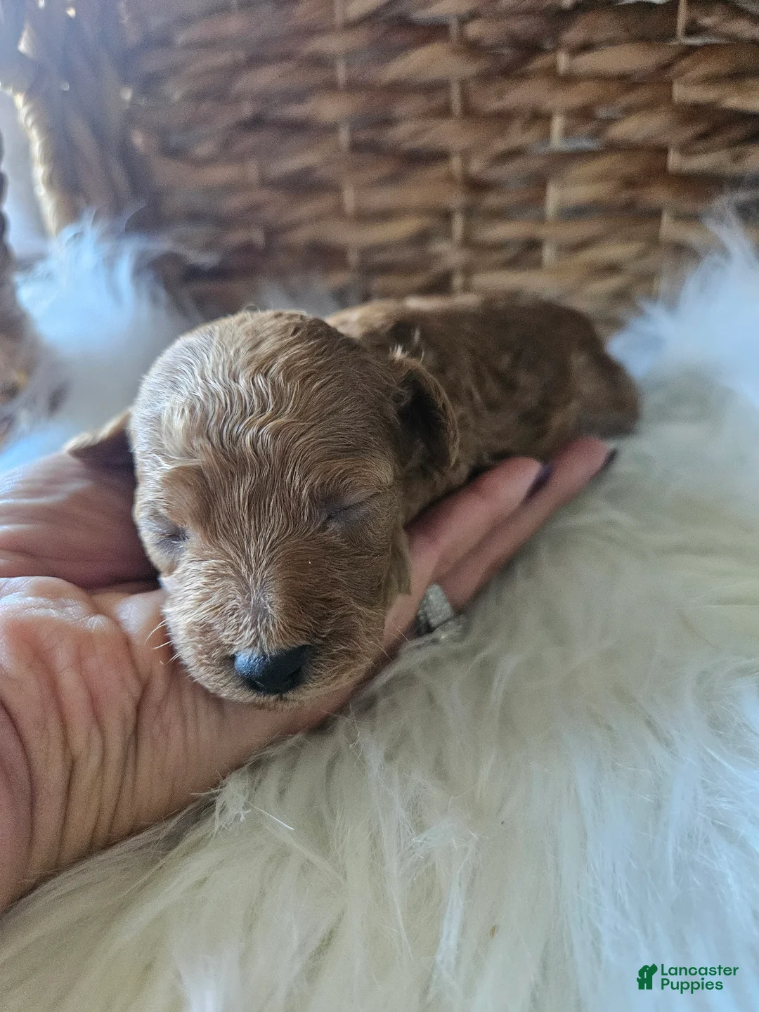 Cavapoo dogs for sale: Gypsy - Ad 2