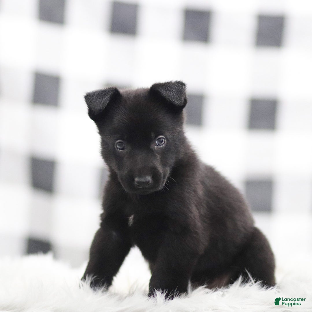 German Shepherd dogs for sale: Falcon - Ad 3