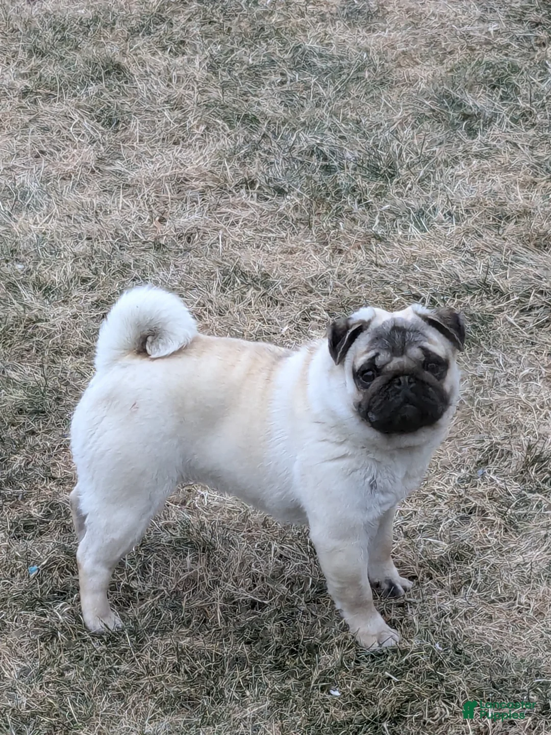 Pug dogs for sale: Oscar - Ad 5