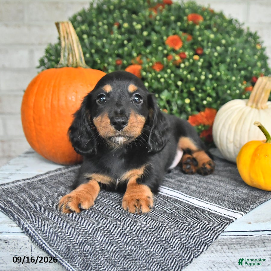 Miniature Dachshund dogs Perry - Ad 2