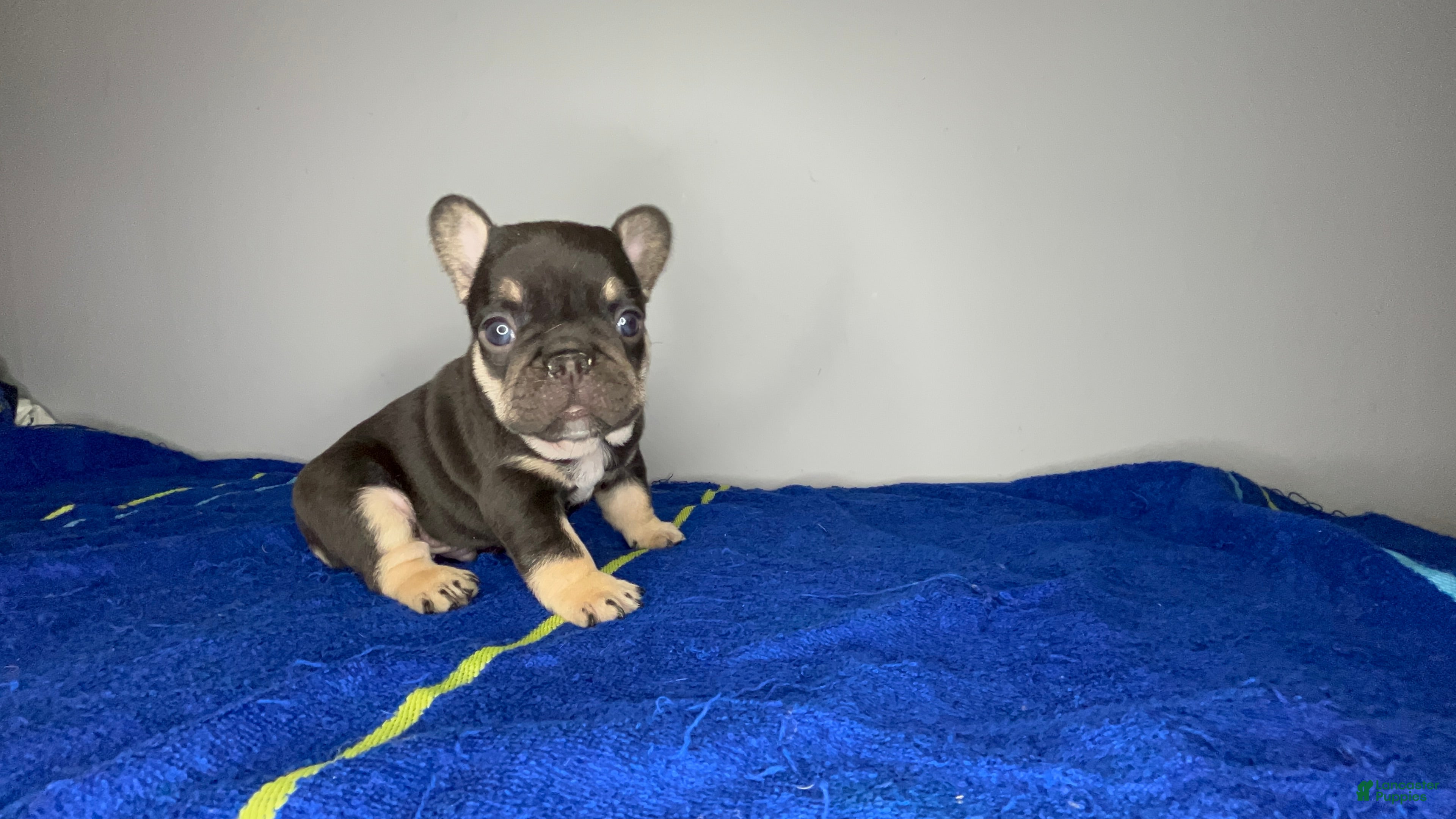 French Bulldog dogs French Bulldog Puppy 2 - Ad 40