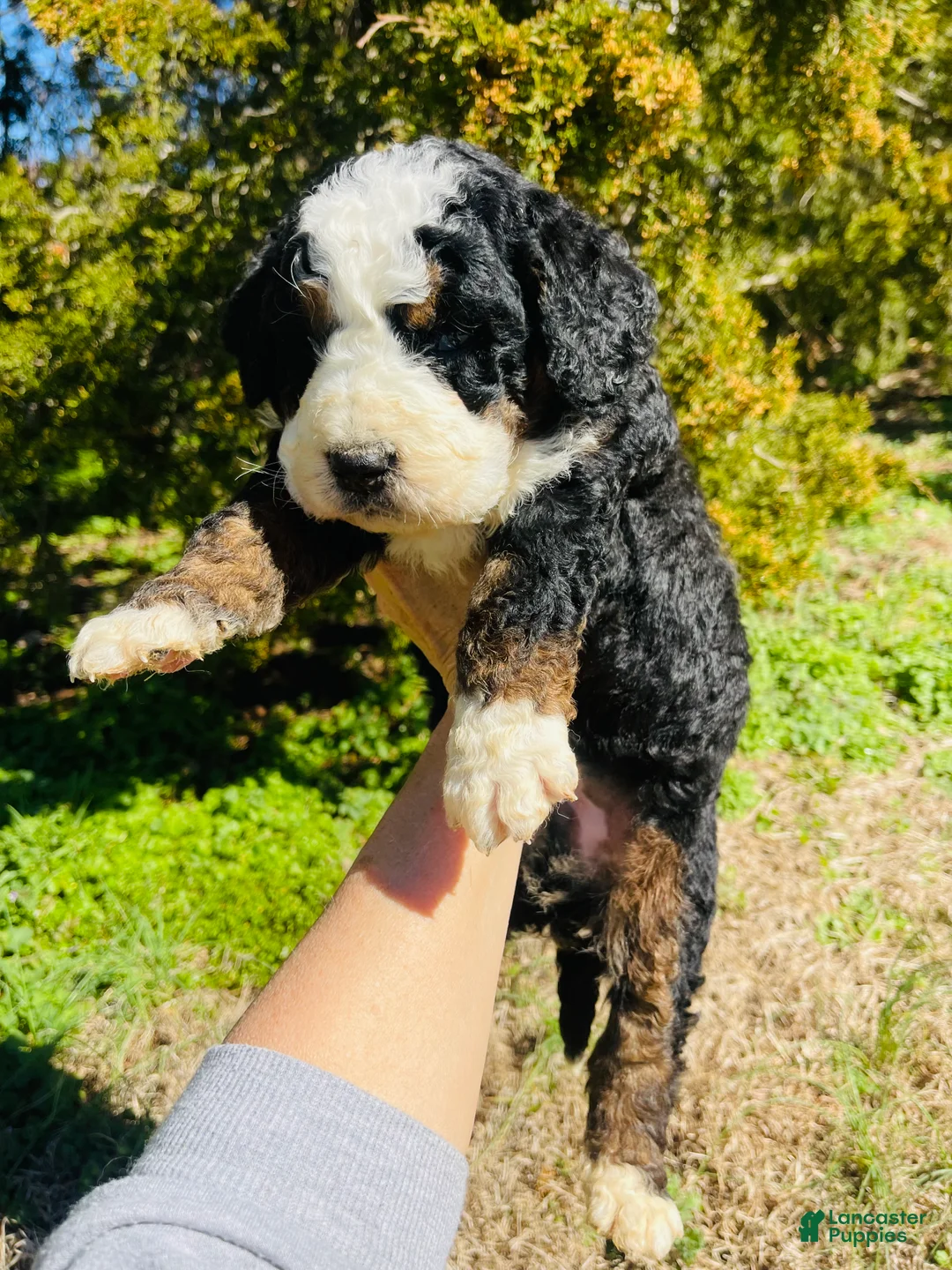 Bernedoodle dogs for sale: Bernedoodle “Cadbury” - Ad 2