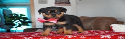 Rottweiler dogs for sale: Noel - Ad 4