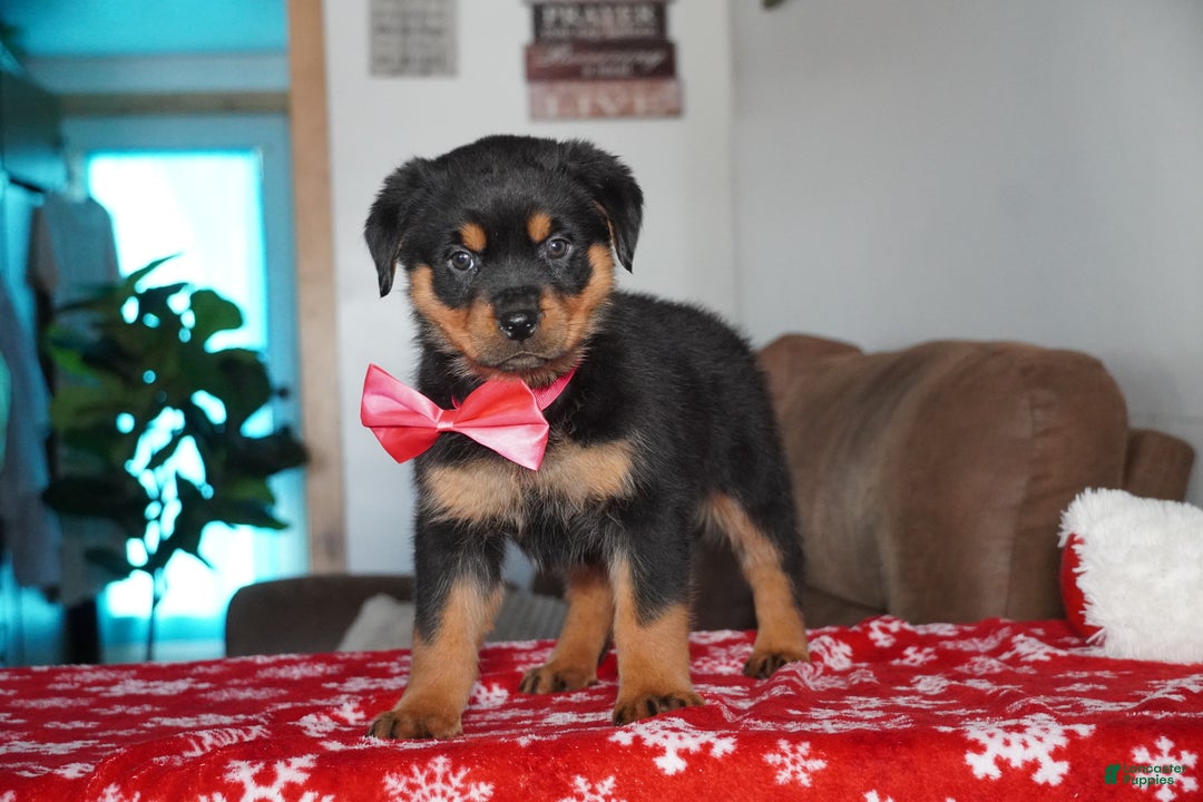 Rottweiler dogs for sale: Noel - Ad 4