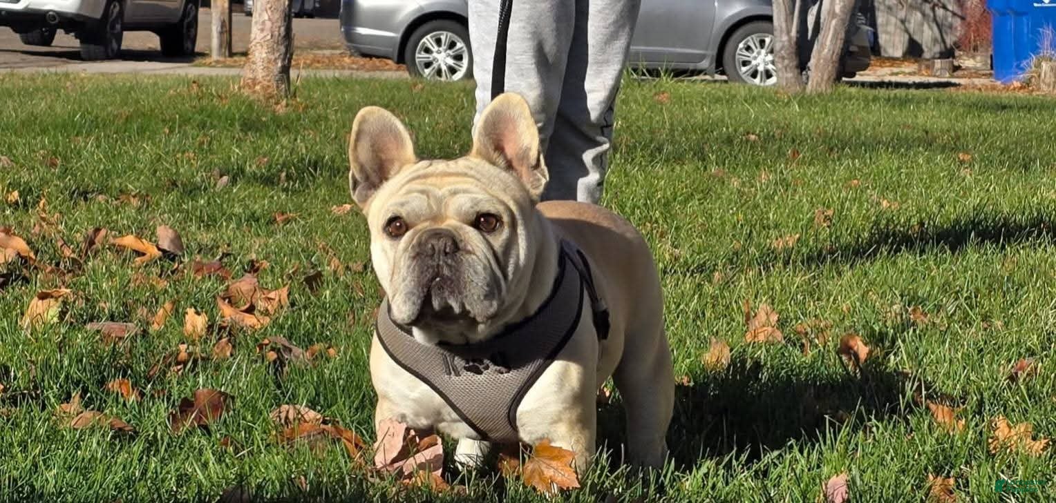French Bulldog dogs for sale: Billy - Ad 4