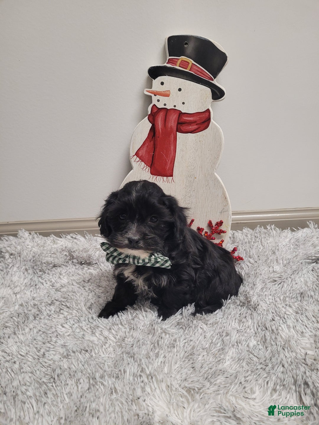 Shihpoo dogs for sale: Stormy - Ad 4