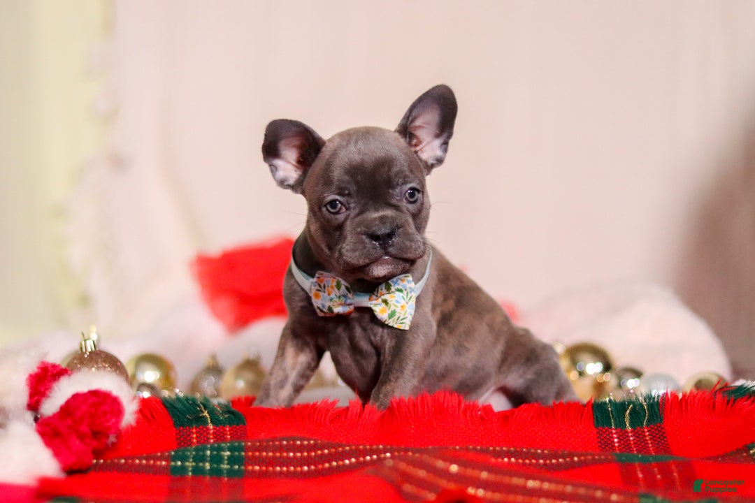 Mixed Breed dogs for sale: Rocky - Ad 6