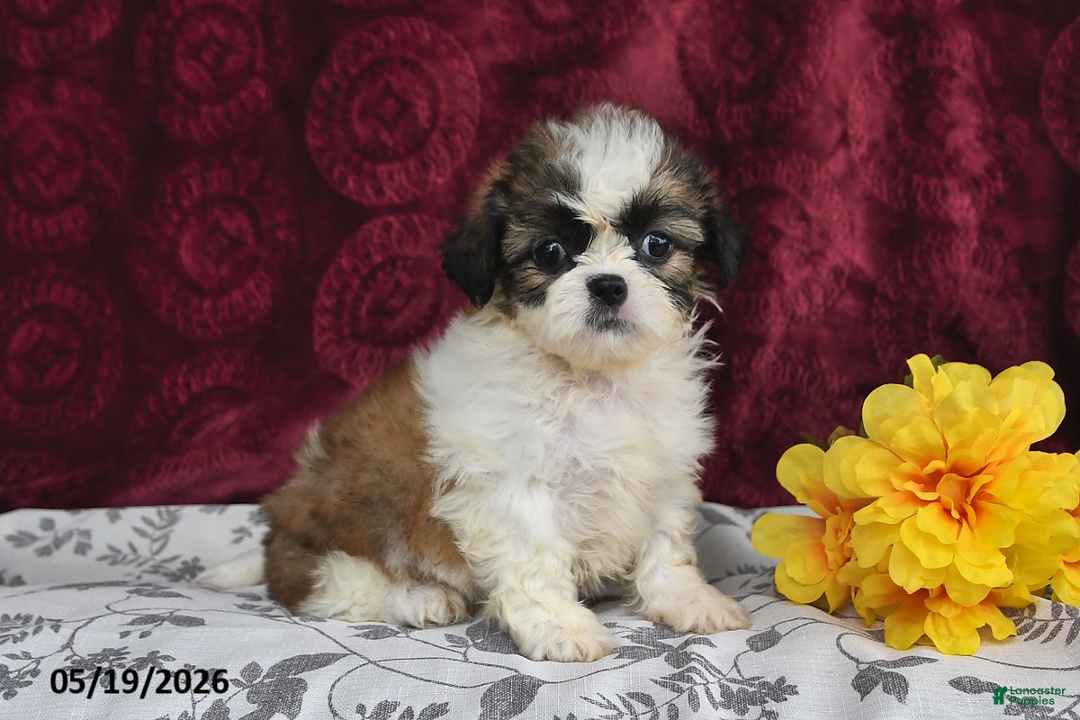 Shih Tzu dogs Silky - Ad 1