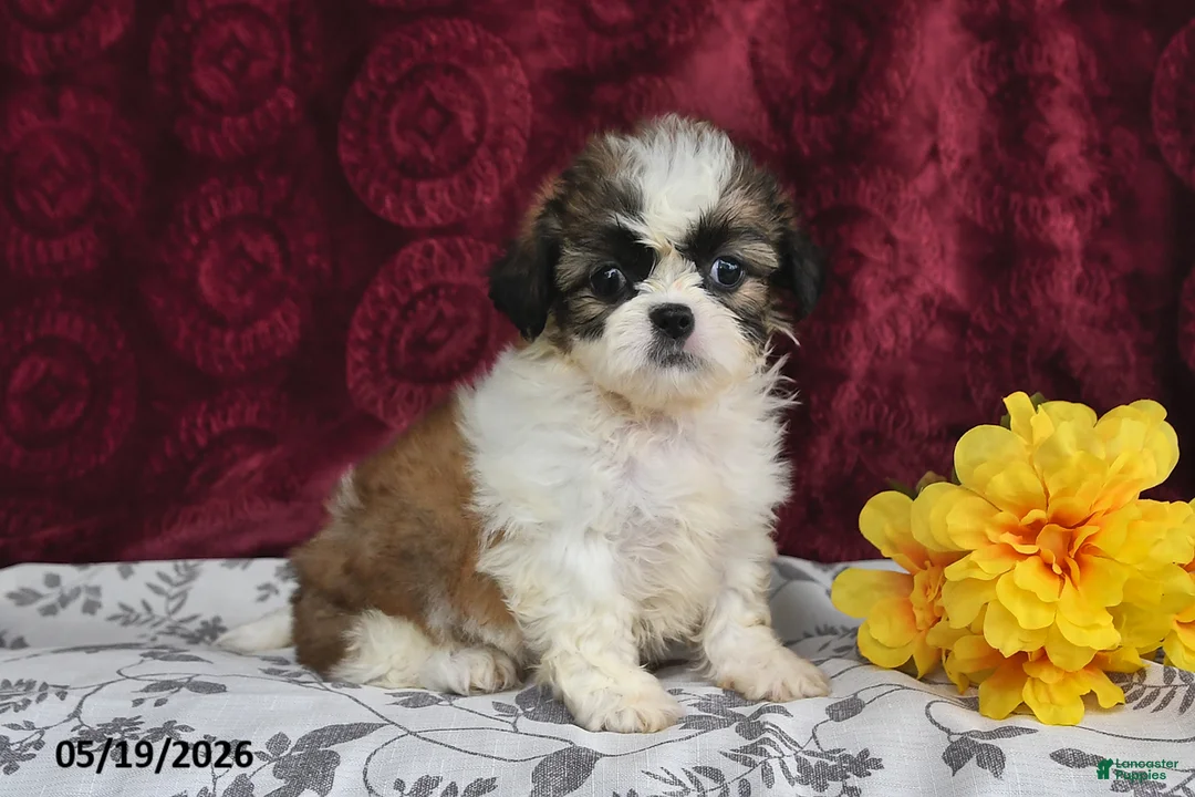 Shih Tzu dogs for sale: Silky - Ad 1