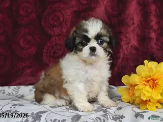 Shih Tzu dogs for sale: Silky - Ad 3