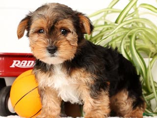 Yorkshire Terrier dogs Kato - Ad 4