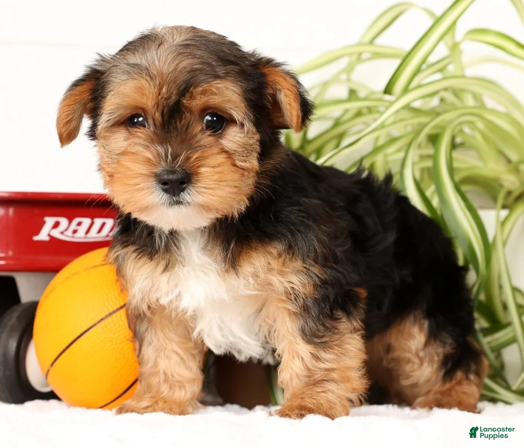 Yorkshire Terrier dogs for sale: Kato - Ad 11