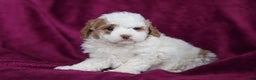 Mini Goldendoodle dogs for sale: Hallie - Ad 4