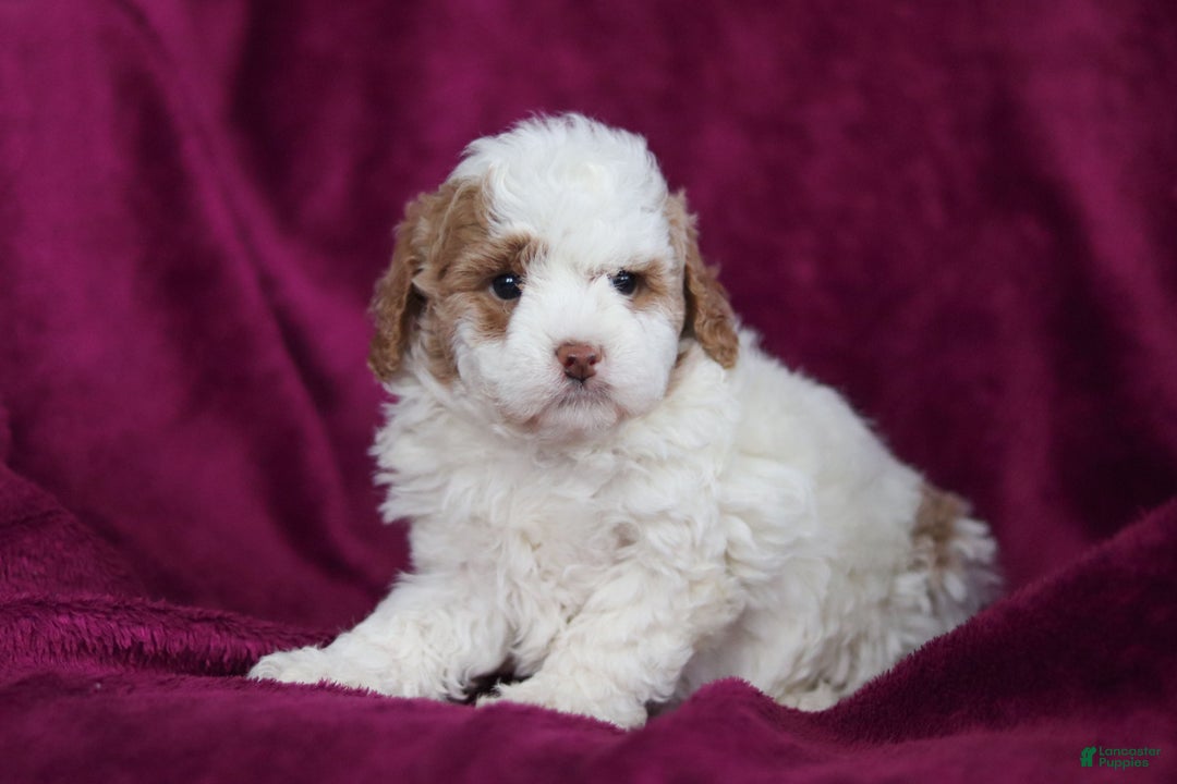 Mini Goldendoodle dogs for sale: Hallie - Ad 4