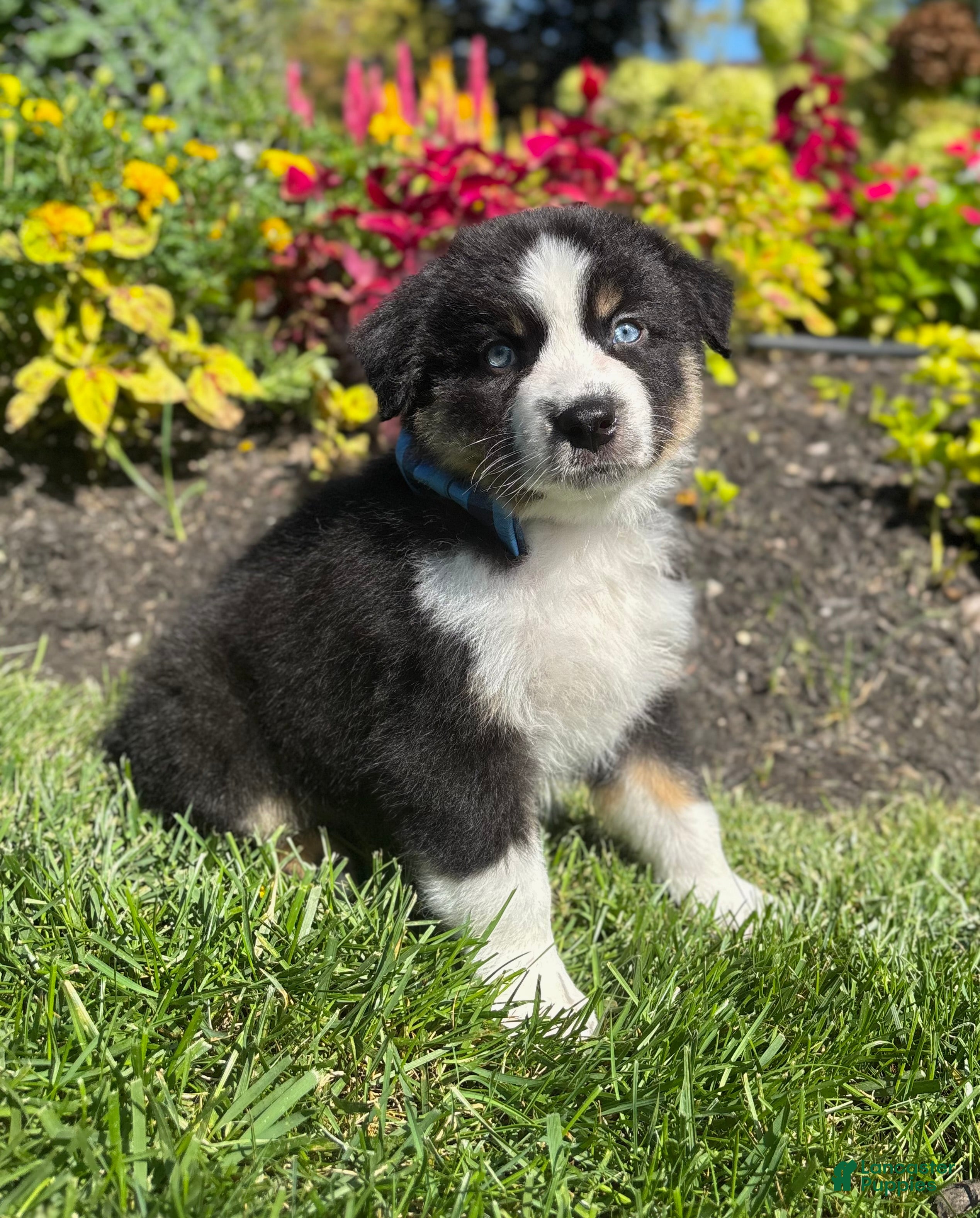 Miniature Australian Shepherd dogs Alex - Ad 18