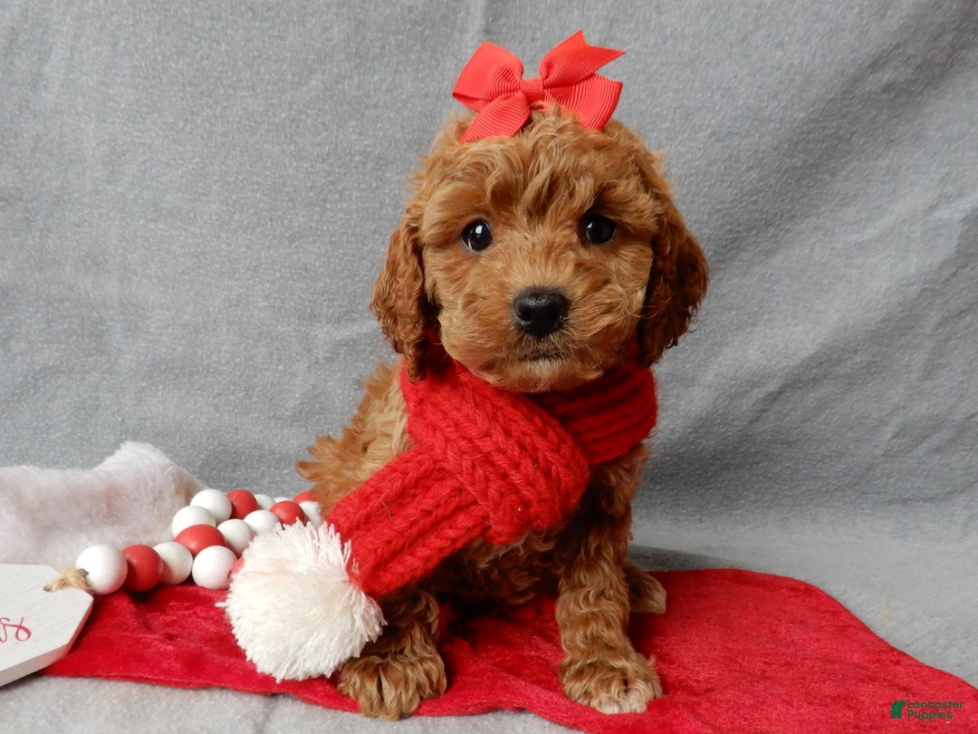 Cavapoo dogs for sale: Ginger - Ad 4