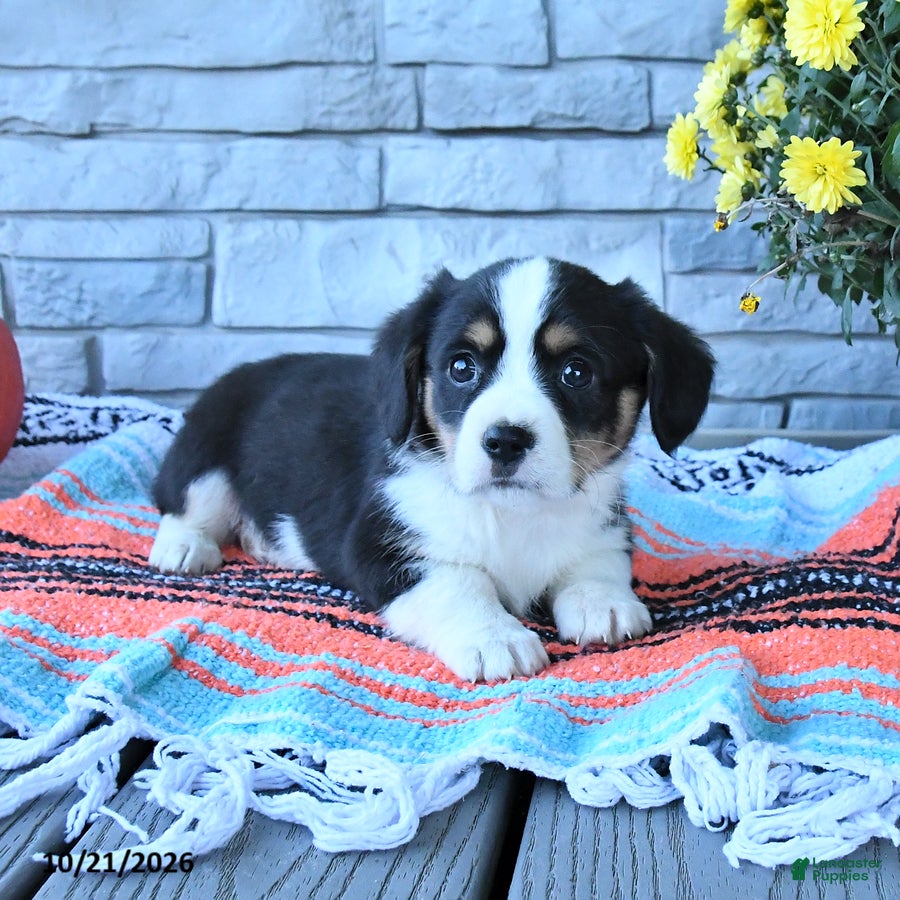 Mixed Breed dogs for sale: Shadow - Ad 2