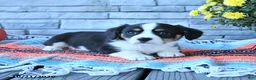 Mixed Breed dogs for sale: Shadow - Ad 2
