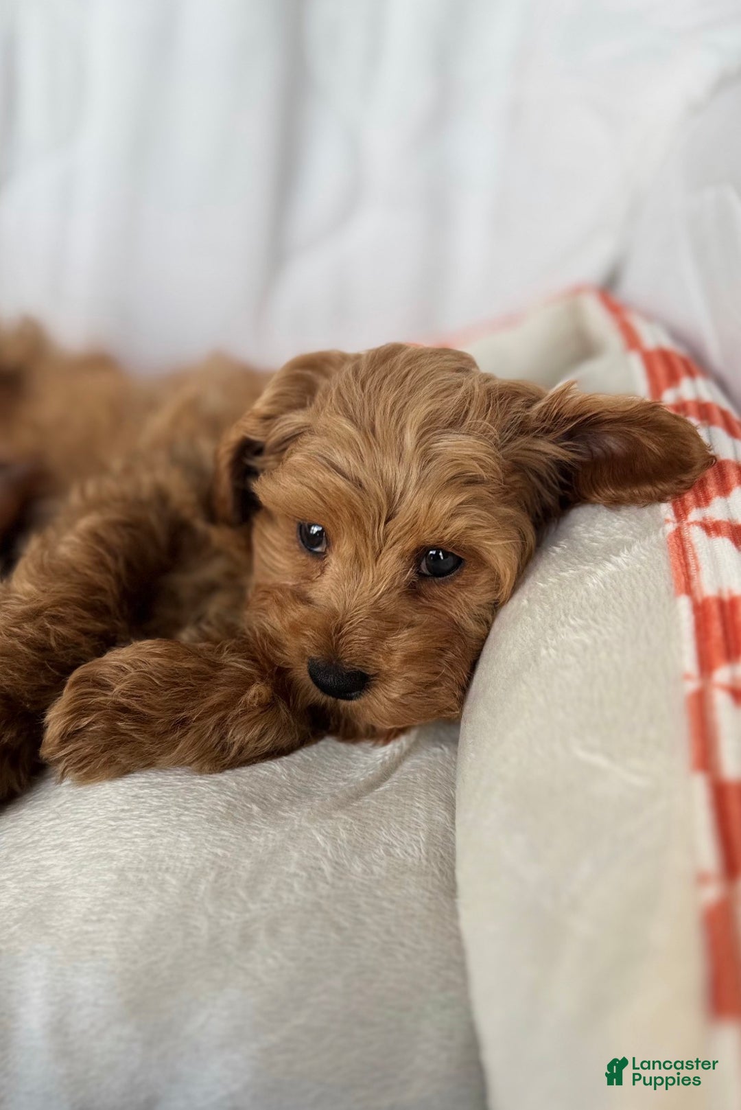 Cockapoo dogs for sale: ⭐️Cooper – The Golden Boy of the Litter 🐾🧡 - Ad 5