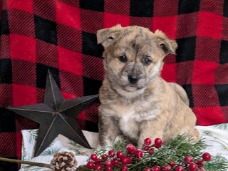 Mixed Breed dogs - Ad 29