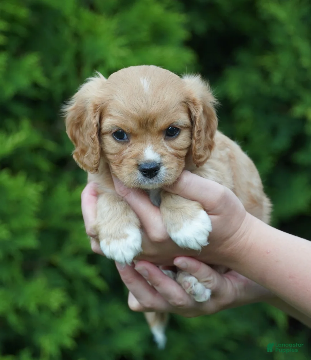Cavachon dogs for sale: Sparky - Ad 3