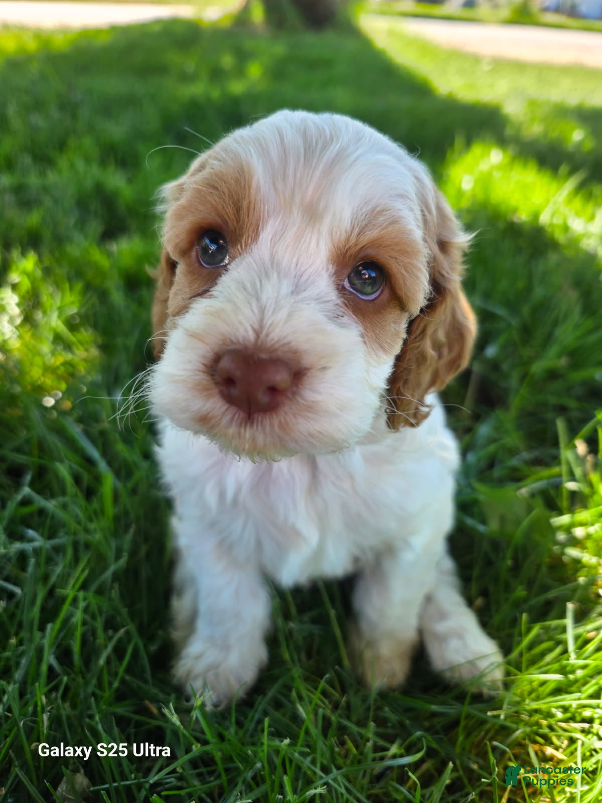 Cockapoo dogs Girl-4 - Ad 13
