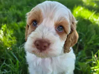 Cockapoo dogs Girl-4 - Ad 13