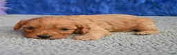 Cavapoo dogs for sale: Cavapoo 4 - Ad 6