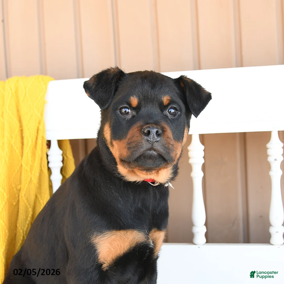 Rottweiler dogs for sale: Snoopy - Ad 4