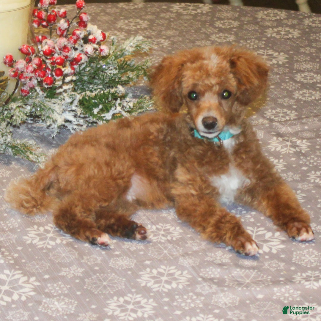 Miniature Poodle dogs for sale: Teddy - Ad 2