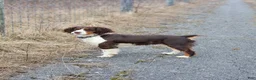 English Springer Spaniel dogs for sale: English Springer Spaniel, Daisy - Ad 3
