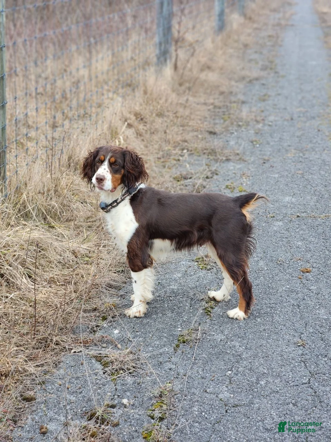 English Springer Spaniel dogs for sale: English Springer Spaniel, Daisy - Ad 3