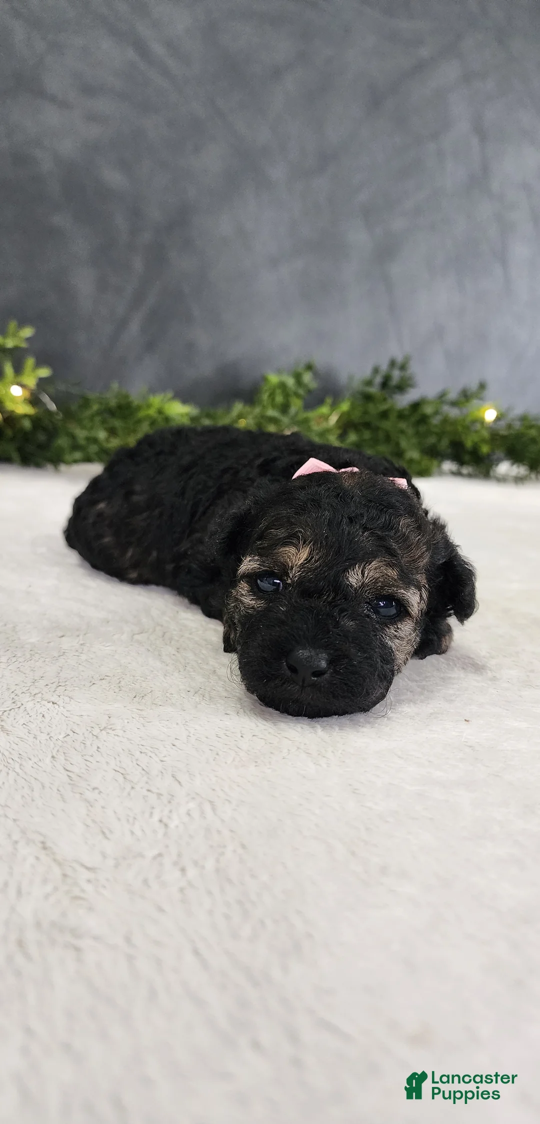 Miniature Poodle dogs for sale: Faith  - Ad 4