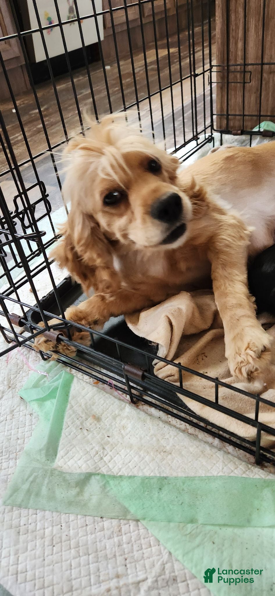 Cocker Spaniel dogs Cocker Spaniel 1 - Ad 2