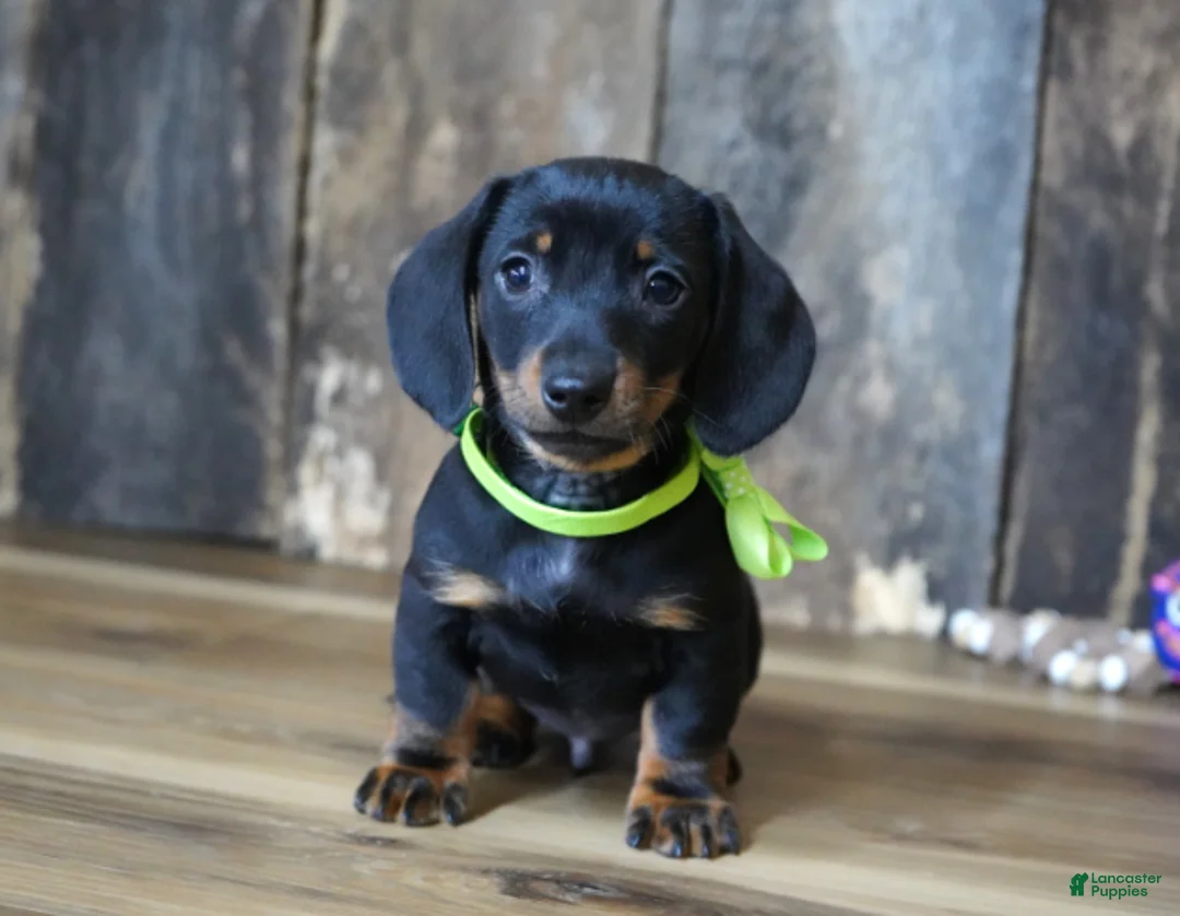 Miniature Dachshund dogs for sale: Holden - Ad 2