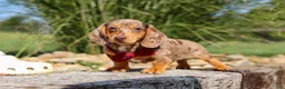 Miniature Dachshund dogs for sale: Buddy - Ad 9