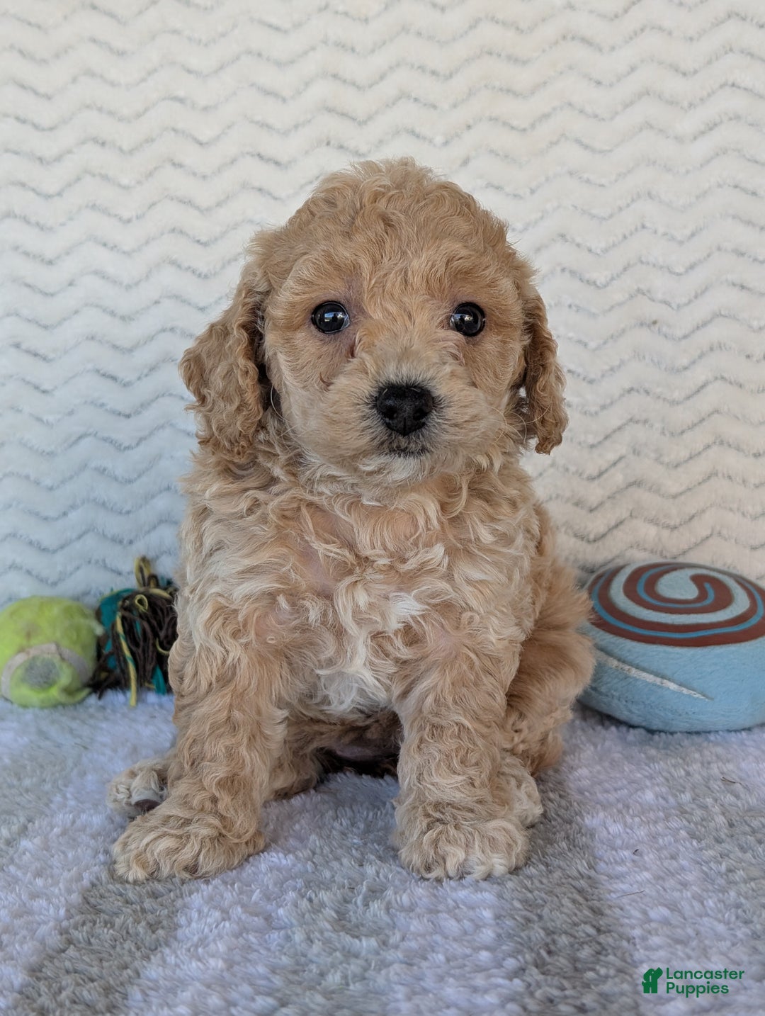 Bichpoo dogs for sale: Dasiy - Ad 5