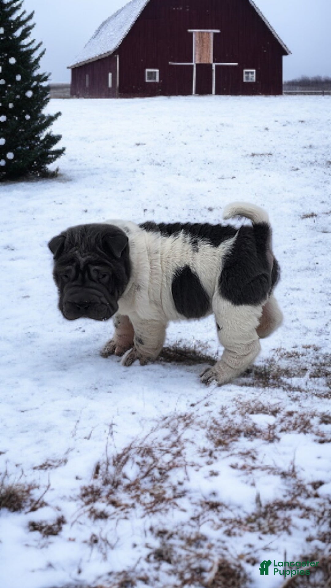 Shar Pei dogs for sale: Bluebelle blue flower mini  - Ad 14