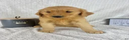 Golden Retriever dogs for sale: Rhett - Ad 2