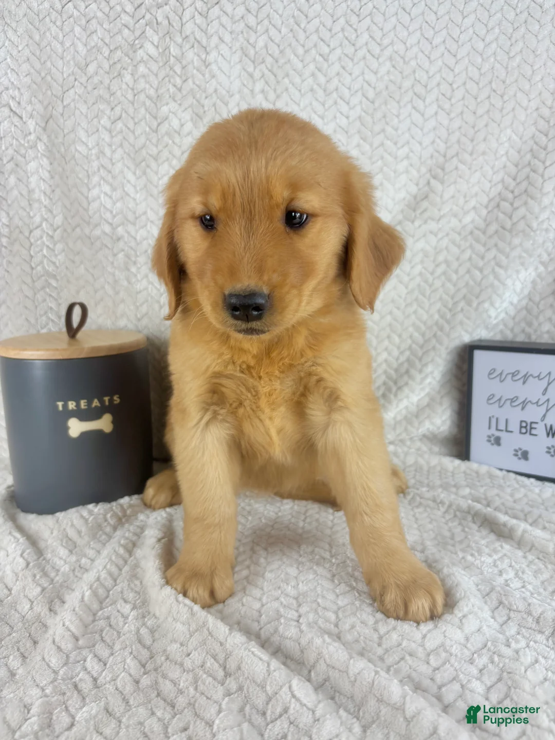 Golden Retriever dogs for sale: Rhett - Ad 2