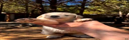 Great Pyrenees dogs for sale: Great Pyrenees 6 - Ad 2