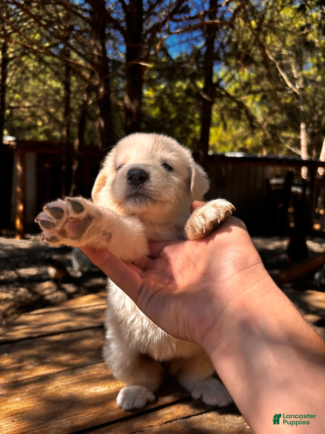 Great Pyrenees dogs for sale: Great Pyrenees 6 - Ad 2