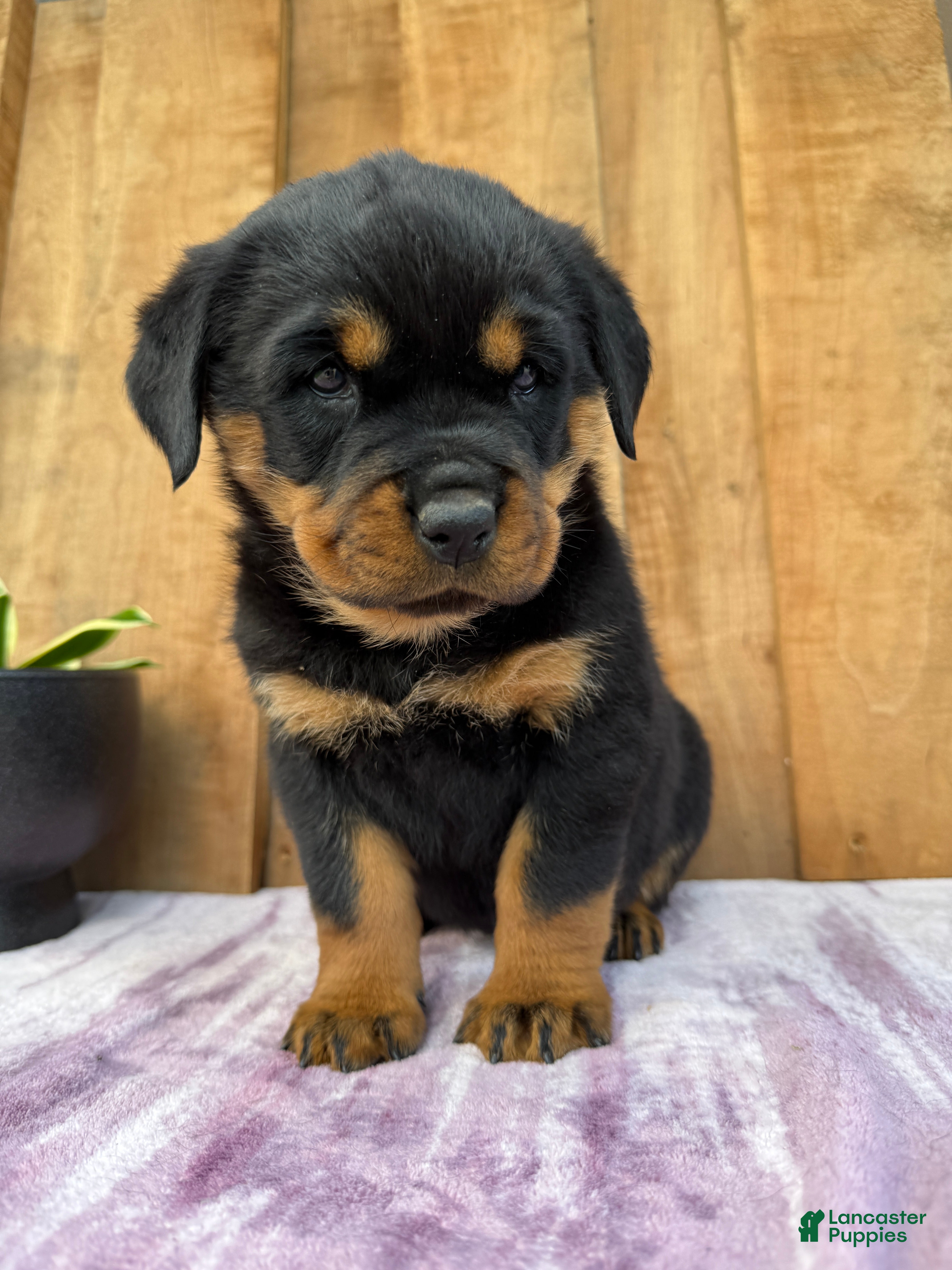 Rottweiler dogs Stella - Ad 1