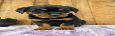 Stella
