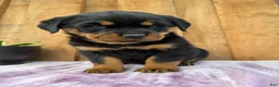 Rottweiler dogs for sale: Stella - Ad 1
