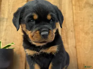Rottweiler dogs for sale: Stella - Ad 2