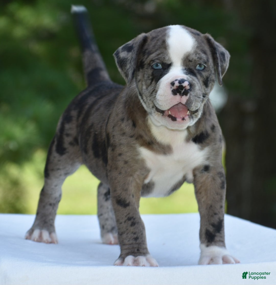 Mixed Breed dogs for sale: Prettia bully bulldog hybrid  - Ad 38