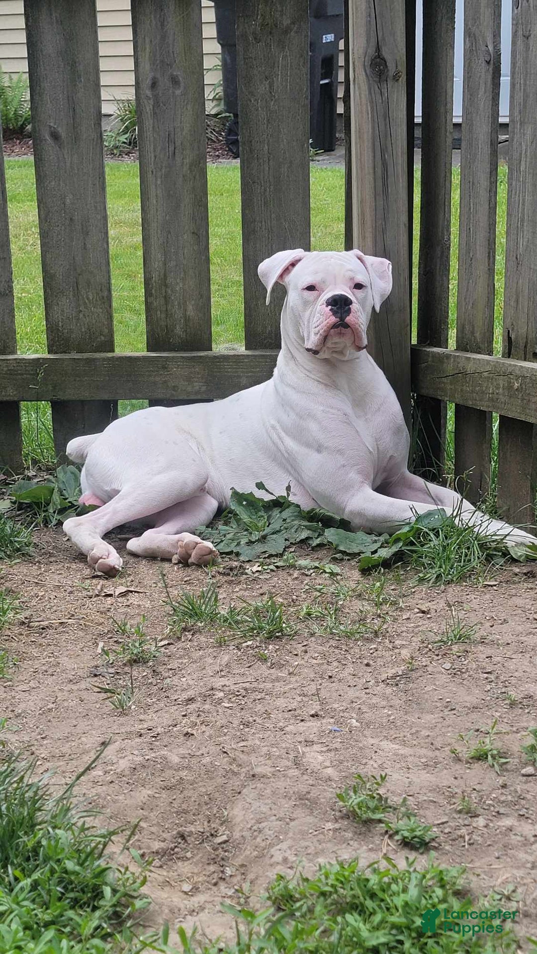 Boxer dogs for sale: Sly - Ad 6