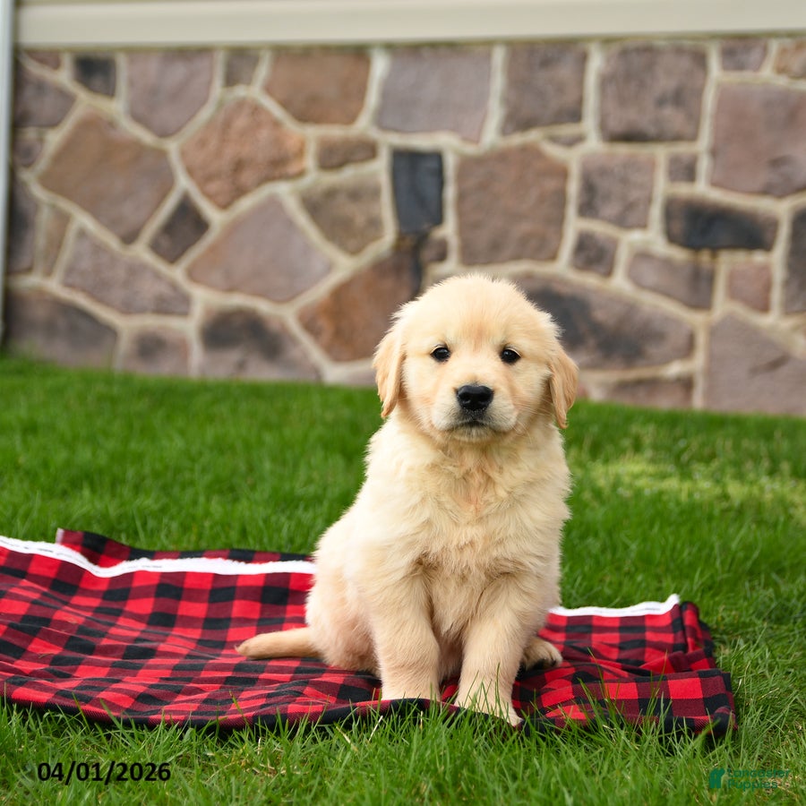Golden Retriever dogs Roscoe - Ad 2