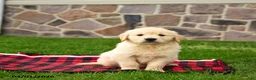 Golden Retriever dogs for sale: Roscoe - Ad 2